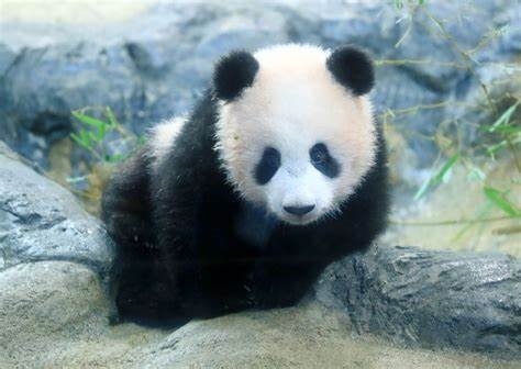旅日大熊猫“香香”即将回国：日本民众不舍排长队告别